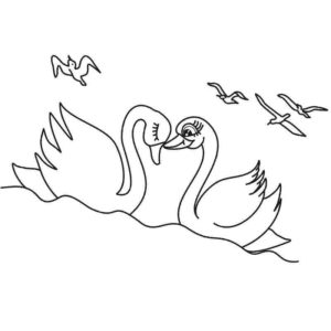 влюбленная пара лебедей на воде