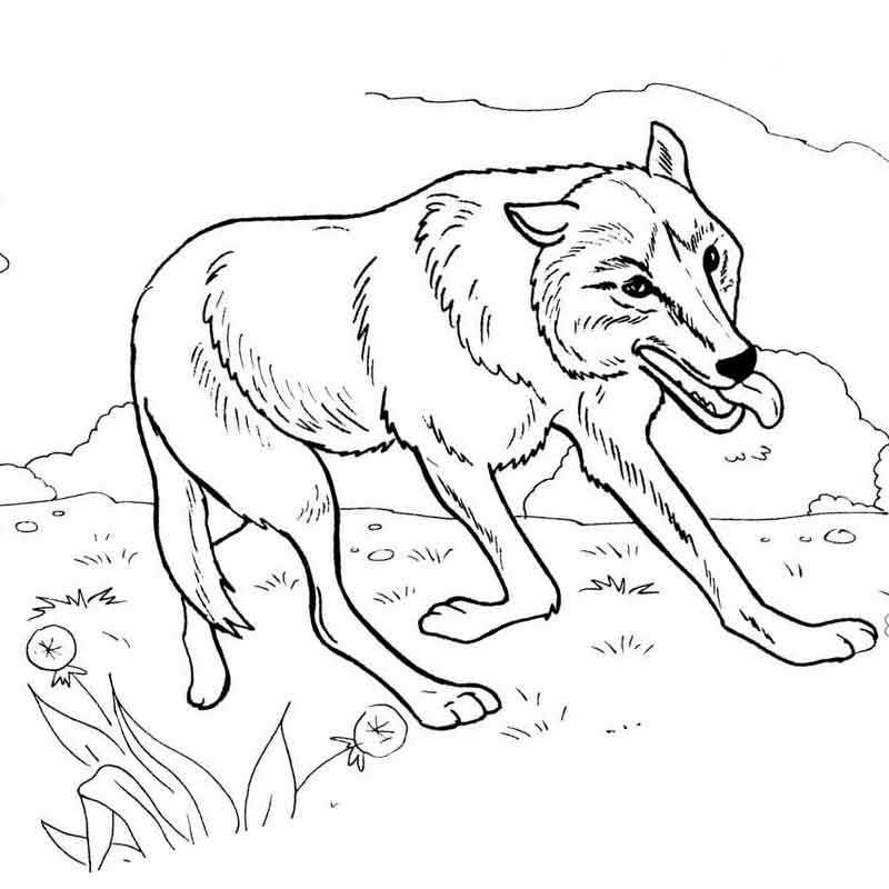 волк бежит по поляне с одуванчиками