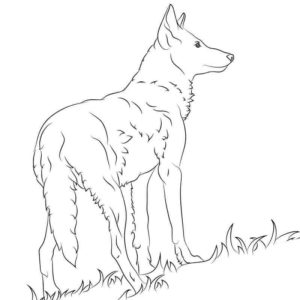 Волк на лужайке