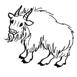 волосатая горная коза