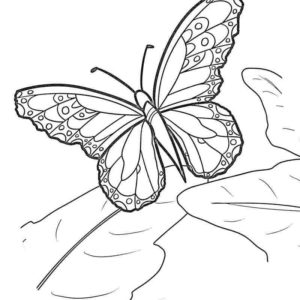 Взрослая бабочка