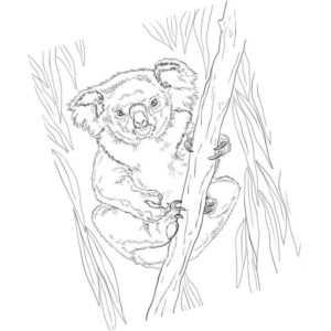 взрослая коала