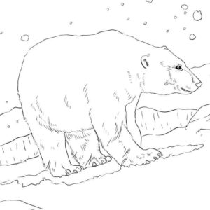 взрослый белый медведь