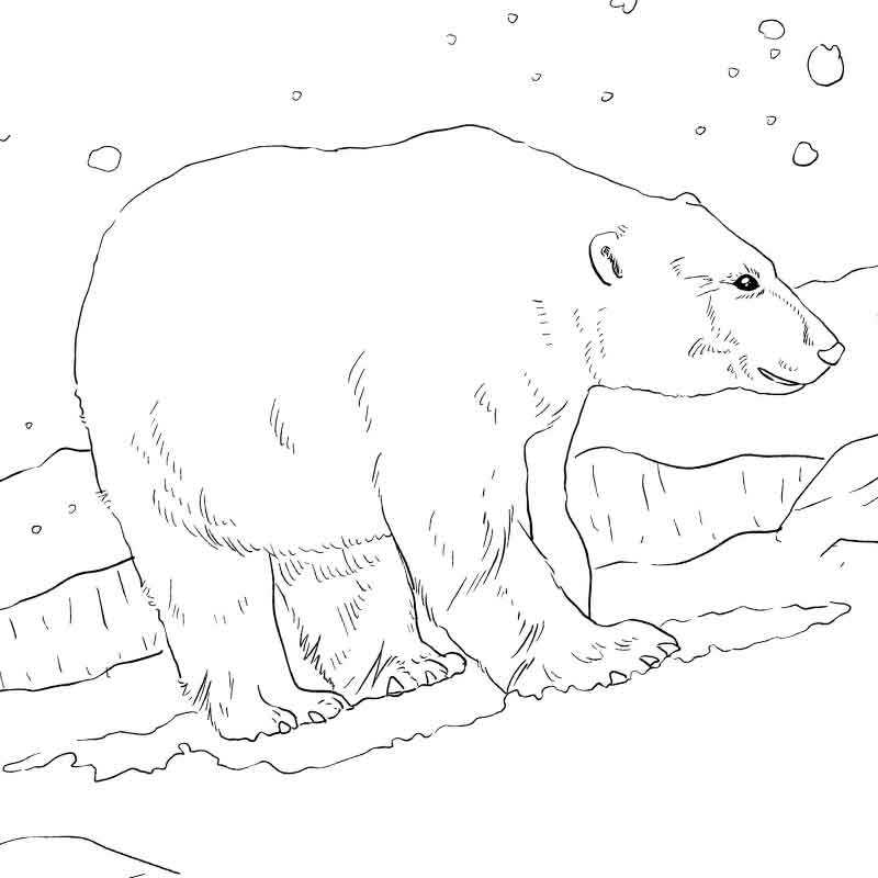 взрослый белый медведь