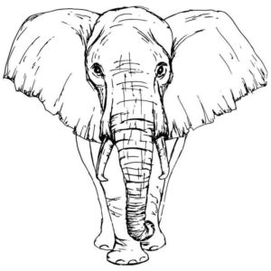 Взрослый слон