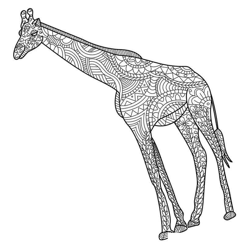 Взрослый жираф антистресс
