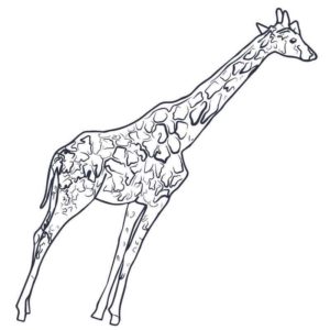 Взрослый жираф