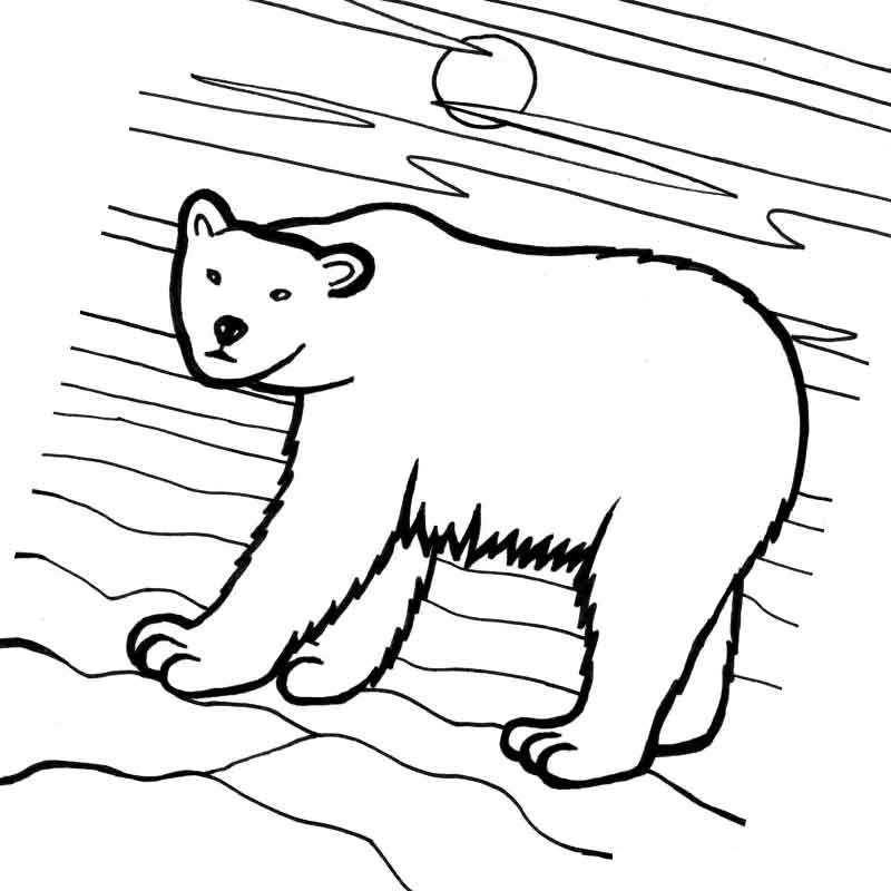 забавный белый медведь