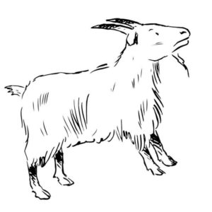 задумчивая коза