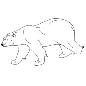 задумчивый белый медведь