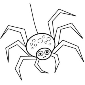 задумчивый паук