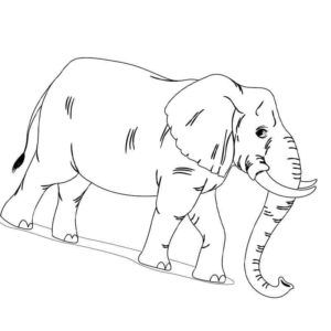 задумчивый слон