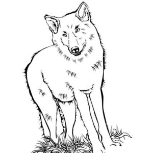 Задумчивый волк