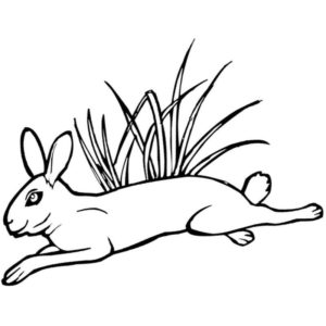 заяц в траве
