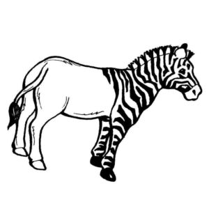 зебра без полосок