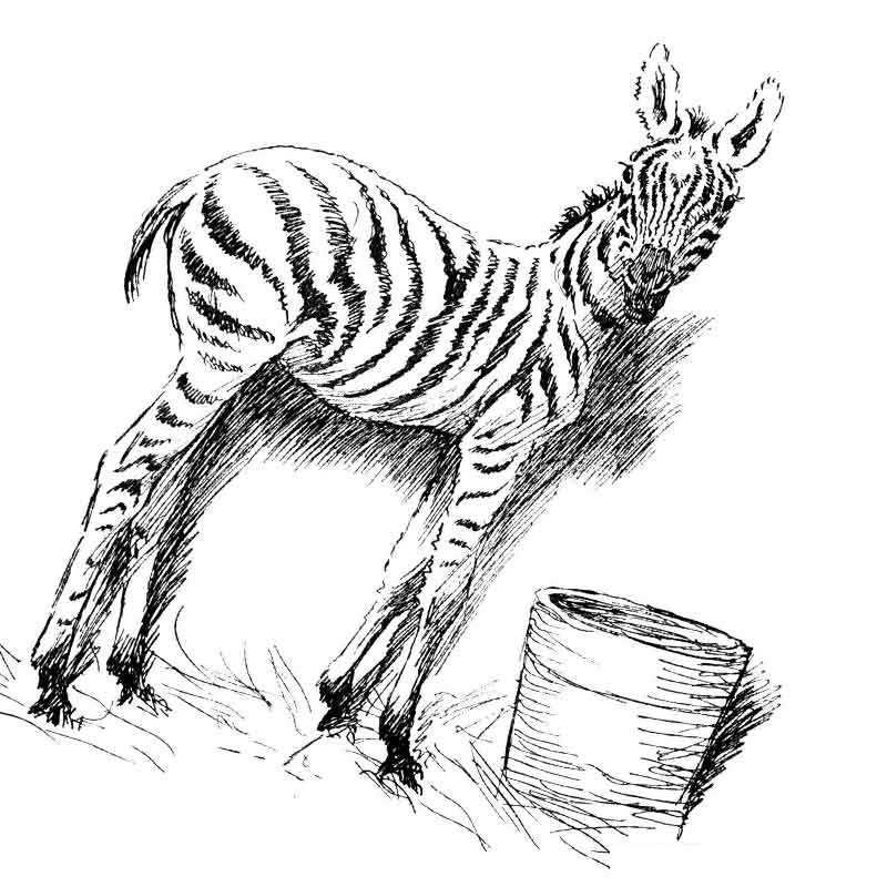 зебра дикая