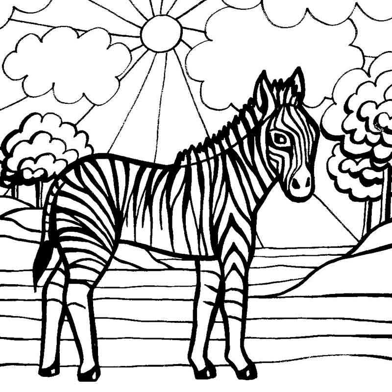 зебра и солнышко