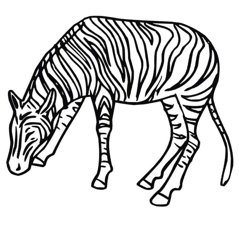 зебра на лугу