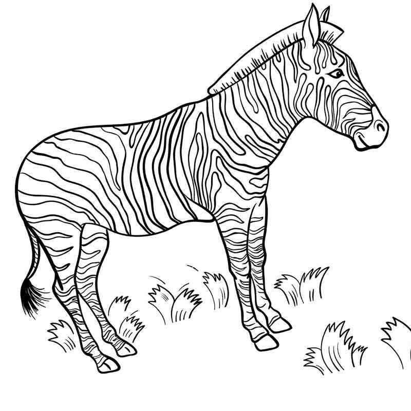 зебра на травке