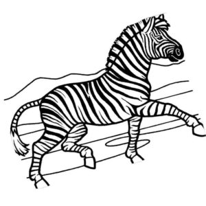 зебра в бегу