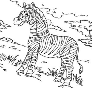зебра в дикой природе