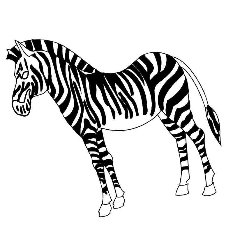 зебра зебра