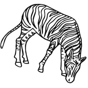зебра раскраска для детей