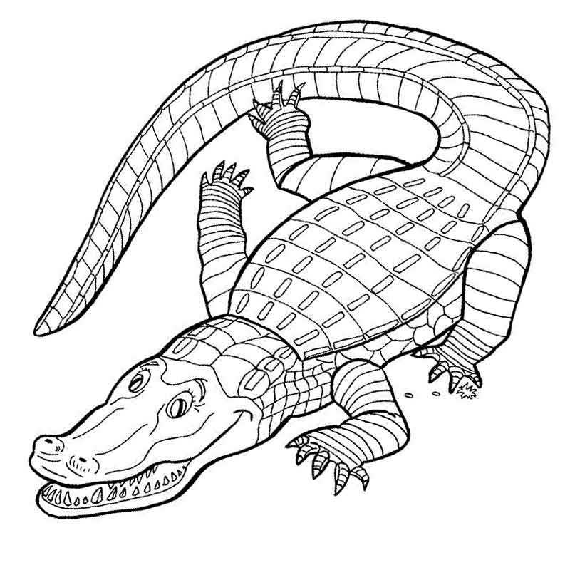 Зеленый-крокодил604