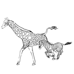 жираф и зебра
