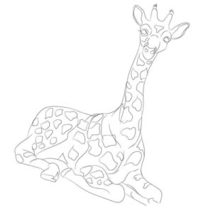 Жираф лежит