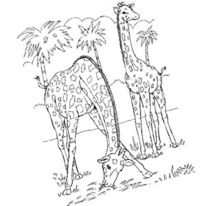 жирафы возле пальм
