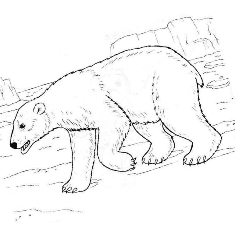 животное Арктики белый медведь