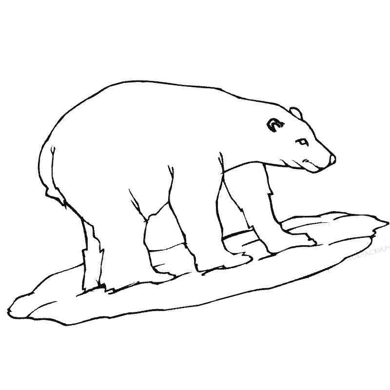 животное белый медведь