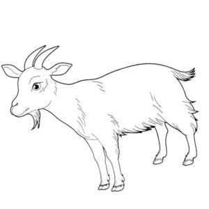 животное коза