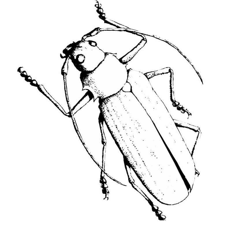 Идеи для срисовки жука легкие (89 фото)