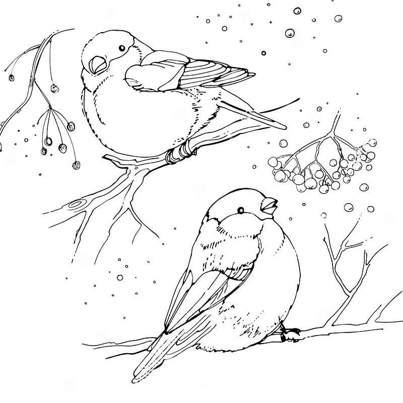 Раскраска птицы зимой скачать и распечатать