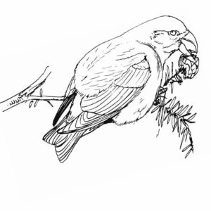 зимующая птица и шишка на ветке