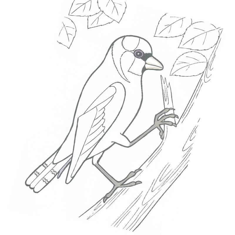 зимующая птица на дереве