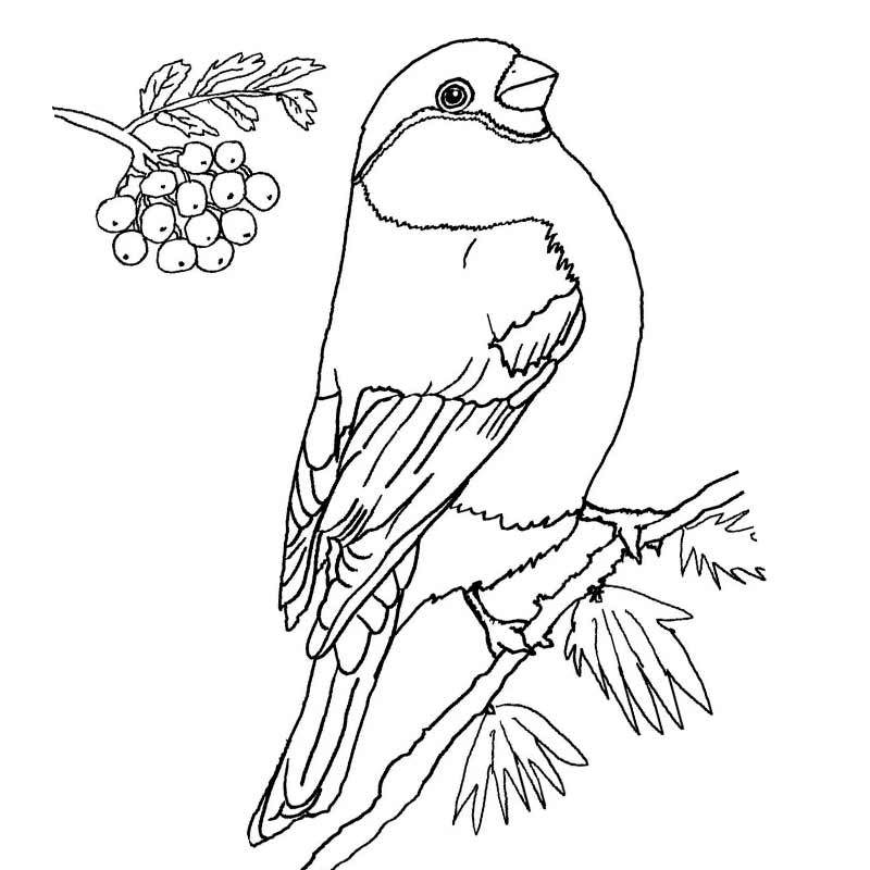 Пестрые птицы на ветке 100х125 Раскраска картина по номерам на холсте Z-AB288-100x125