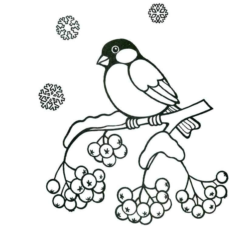 зимующая птица снегирь сидит на рябине