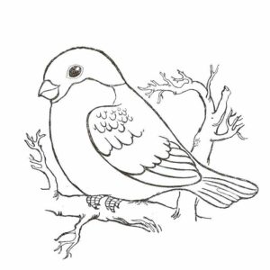 зимующая птицы дагестана