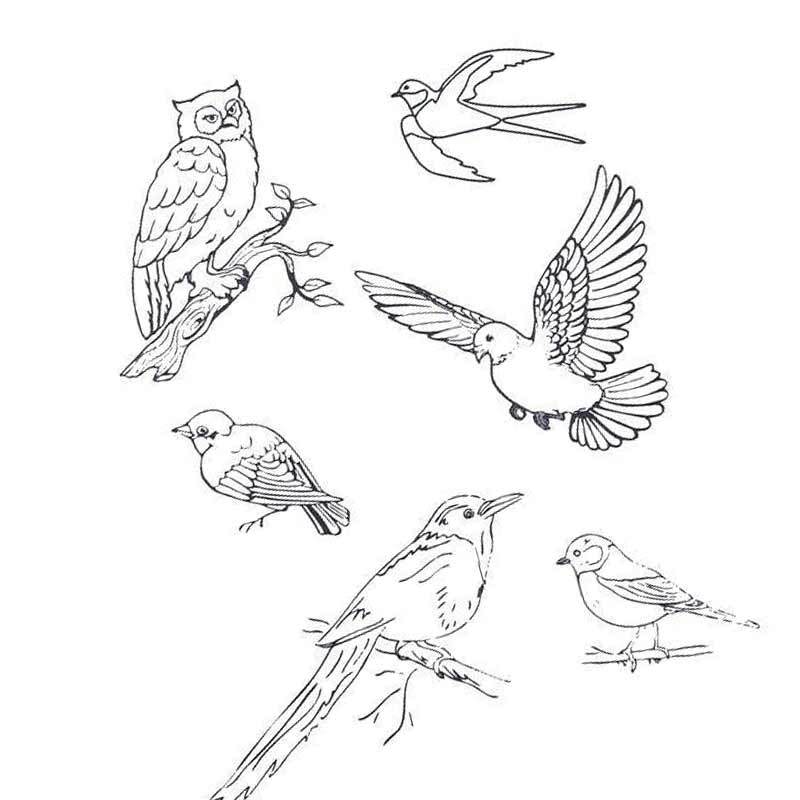 Фото Раскраски зимующие птицы, более 31 качественных бесплатных стоковых фото